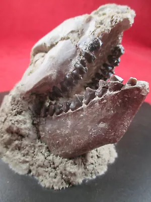 Natural Open Mouth Oreodont Skull Merycoidodon Badlands S Dakota Fossil • $499.99