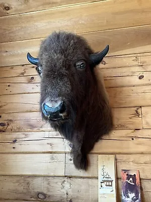 Large Buffalo Head Mount Taxidermy • $2300