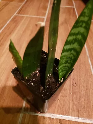 Potted Live Snake - Sanseveria -  Plant  - Starter Plant In 2  Pot. • $12.99