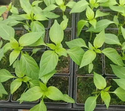 3 X  Assorted Variety Sweet Pepper Veg Plants In 7cm Pots - Not Plugs • £10.99