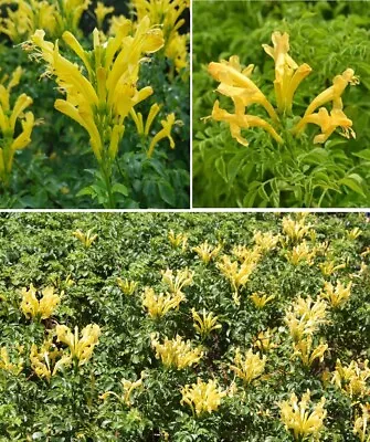 Cape Honeysuckle Yellow (Tecoma Capensis) | 20+ Seeds | Same Day Dispatch • £3.99