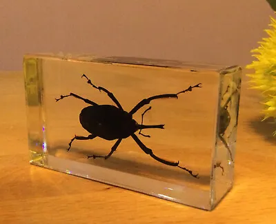 Vintage Taxidermy Large Insect Paperweight Acrylic / Lucite Block Real Bug M • £8.50