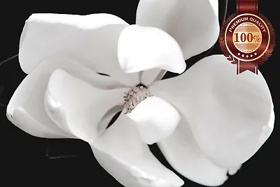 Magnolia Flower Dark Black Background White Flowers Petals Print Premium Poster • £74.41
