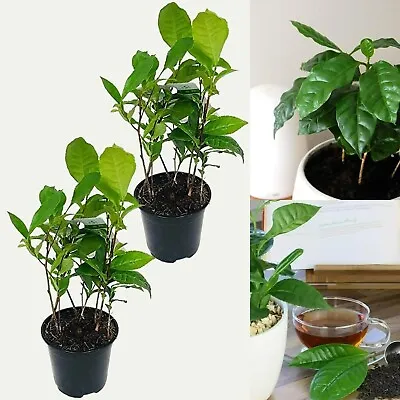 2 X Camellia Sinensis Plants In 11cm Pots - Tea Plants - Indoor/Outdoor Use • £25.99