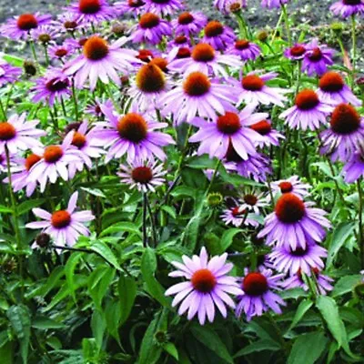 Echinacea Magnus Superior .. Seeds. • £2.75