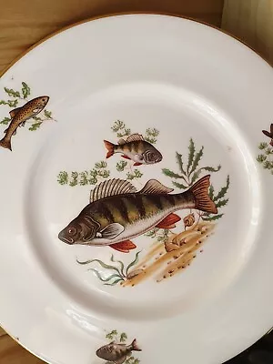 Fish Decorative Fish Plate Pall Mall Ware English Bone China Collectable  • £9.90