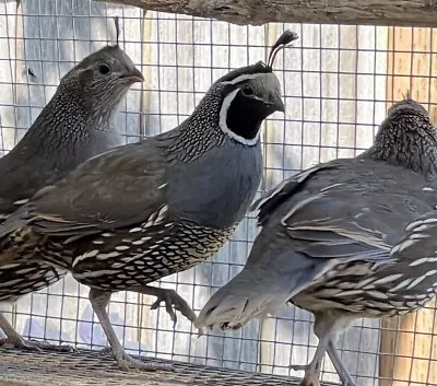 California Valley Quail 6+1 Hatching Fertile Eggs (Laying NOW) • $25