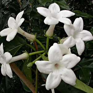 Madagascan Jasmine (Stephanotis Floribunda)  5 Seeds • £3.60