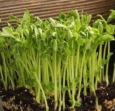 Mammoth Snow Sugar Pea MICROGREEN Seeds | Non-GMO Heirloom | Seeds For Sprouting • $192