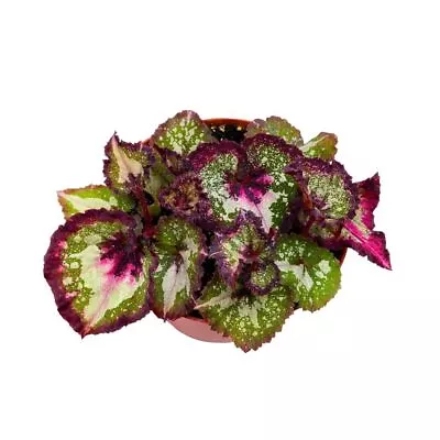 Harmony's First Kiss Begonia Rex 6 Inch • $43.74