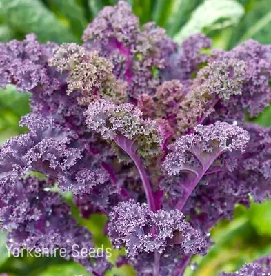 Scarlet Kale Winter Hardy - 100x Seeds - Vegetable • £1.99