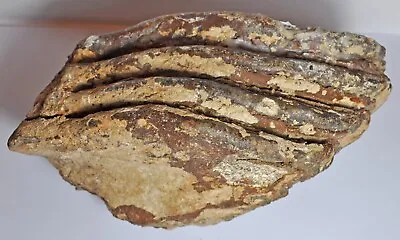 LARGE WOOLY MAMMOTH TOOTH FOSSIL SPECIMEN 210mm & 1.3Kg  30000+ YEARS OLD • $93.33