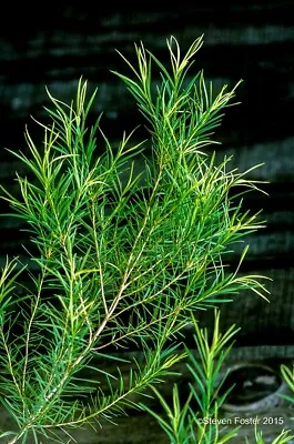 Tea Tree Plant (Melaleuca Alternifolia) Organic • $19.99