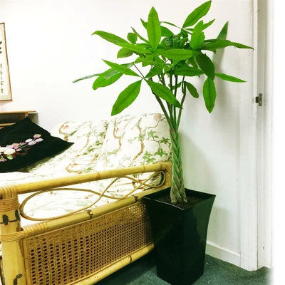 £89.99 • Buy 1 Pachira Fortune Money Tree Hardy Indoor Outdoor Garden House Jade Plant @ Pot