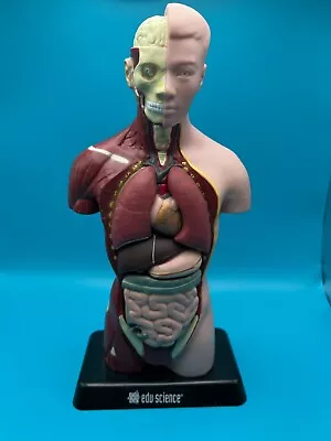 Vintage Edu-Science Human Man Organ Torso Science Figure 10.25  Tall • $15