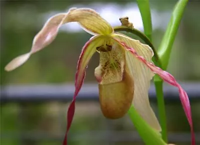 ORCHID - Phragmipedium Grande 'Cape Oasis' -  SMALL PLANT- DIVISION • $20