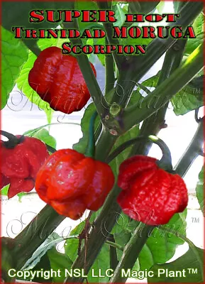 Moruga Scorpion Chili Pepper Dry Whole Pods SUPPER HOT - High Quality (6 Sizes) • $15.95