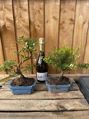 £40 • Buy Bonsai Tree Large Twin Pack - Brush Cherry & Satsuki Azalea Save £20 &Free Post
