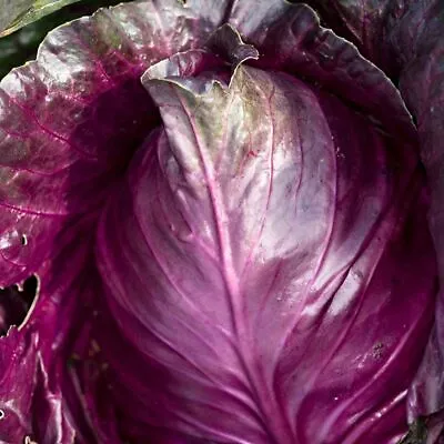 Cabbage Kalibos Seeds - Red Cabbage  • £2.49