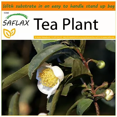 SAFLAX Garden In The Bag - Tea Plant - 6 Seeds - Camellia • £7.50