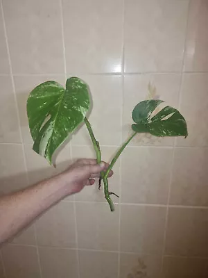 Monstera Deliciosa Albo  Cuttings • $11.50