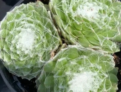 4x Hardy Alpine Succulent Cobweb Sempervivum Arachnoideum Sedum Houseleek Plants • £5
