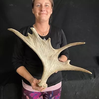 Moose Shed Antlers Taxidermy Antler Horn Elk Moose Horn  1059 • $105