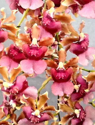 Oncidium Orchid Pacific Sunrise Hakalau Miniature Orchid Plant  4  Pot • $22.99