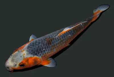 Live Koi Fish 9  Asagi Koibay • $40