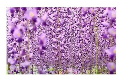 £10.50 • Buy 5x Wisteria Sinensis Blue Rain Bindweed Plants - Seeds B488