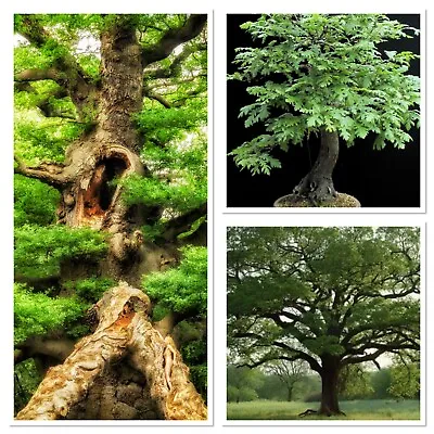 Ancient English Oak Saplings.Ideal Bonsai Starter Tree! Or Statement Garden Tree • £2.99