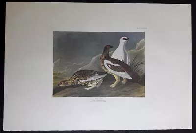 $250 • Buy Audubon's Double Elephant Folio  368 - Rock Grous  Amsterdam Edition Print