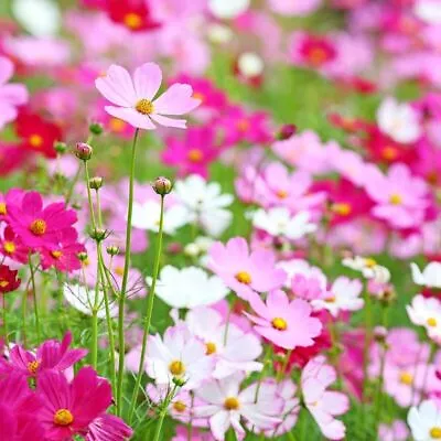 Cosmos Seashells Mixed Cosmos Seeds Wildflower Seeds Border Planting  Bipinnatus • £6.99