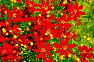 Coreopsis Red Dwarf (Coreopsis Tinctoria) Flower Seeds 1000 + US  FREE SHIPPING! • $2.39