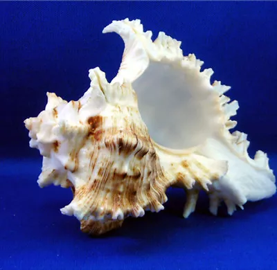 One Pacific Murex Ramosus Shells (Ram's Murex) 4-5   Aquarium Beach Crafts Decor • $7.99