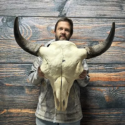 XXL Bull Buffalo Bison Skull Male Horn Animal Mount Western Unique Cabin Decor • $350