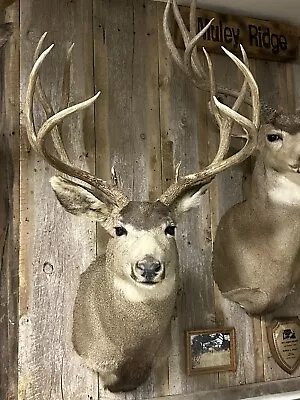 Mule Deer Shoulder Mount Taxidermy • $700