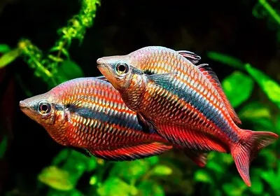Banded Rainbowfish Iriatherina Werneri TROPICAL FISH RAINBOWFISH • £7