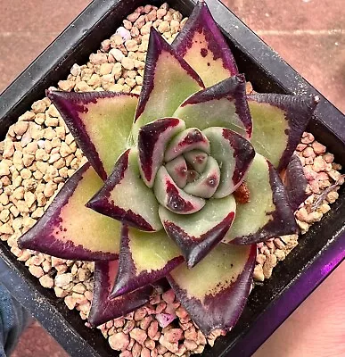 Echeveria Agavoides 'california Ebony' -plants Rooted Big Succulent 5-79 • $19.99