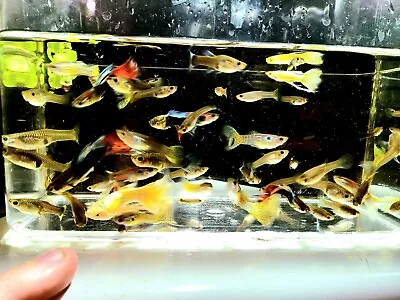 10× Fancy Guppy Mixxed Fry High Quality. Buy 20 Fry Get +5 Fry Free! • $24.99