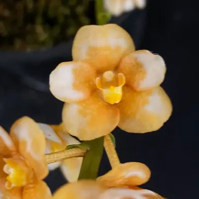 $55 • Buy Select Barrita Orchids Sarcochilus INDP/162