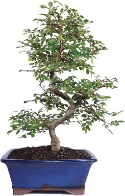 Brussel'S Live Chinese Elm Outdoor Bonsai Tree - 7 Years Old; 8  To 10  Tall Wit • $96.99