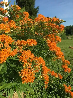 Orange Butterfly Weed Orange Milkweed Monarch Butterfly Host 50-75 Seeds • $5