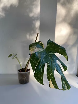 MONSTERA THAI CONSTELLATION RARE VARIEGATED 55cm Plant Fully Estab Rooted In Pot • $40
