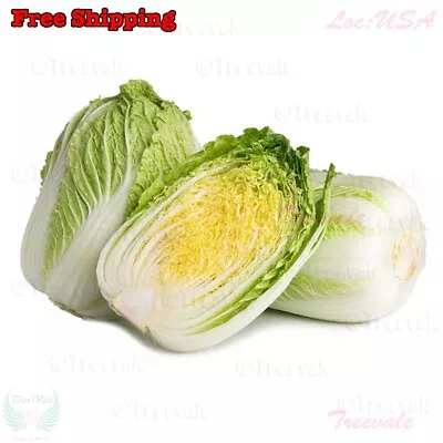 Napa Cabbage Kimchi Cabbage Chinese Cabbage Dàbáicài Seeds | Non-GMO Organic • $1.68