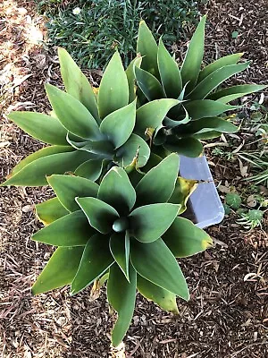 Foxtail Agave Plants - Agave Pups - Young Agave Plants Barerooted • $10