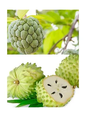 $16.42 • Buy 10+ Soursop Graviola Guanabana Annona Muricata Fruit Tree Seeds Fresh Tropica...