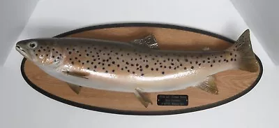 Vtg 23” German Brown Trout Taxidermy Fish Mount 1987 Wickiup Res. 5 ¾ Ib. • $114