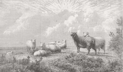 SHEEP. Summer 1864 Old Antique Vintage Print Picture • $8.70