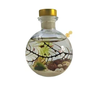 Enclosed Ecosystem Shrimp Ecosphere • $74.95